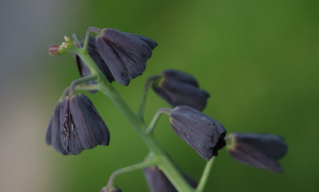 Macro