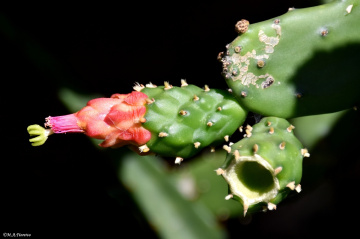 Cactus Flower