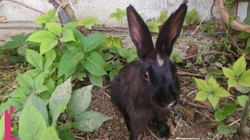 No-No's Bunny.....