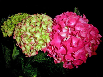 BLÜTEN