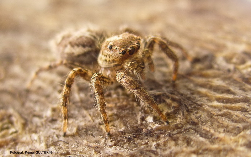 Spider