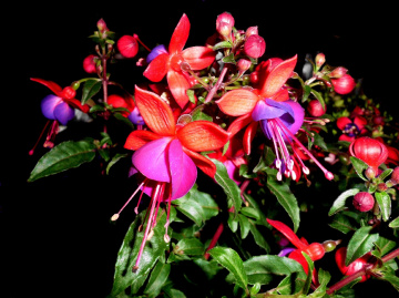 BLÜTEN