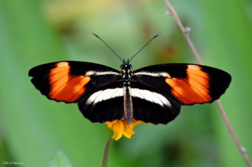 Heliconius erato phyllis