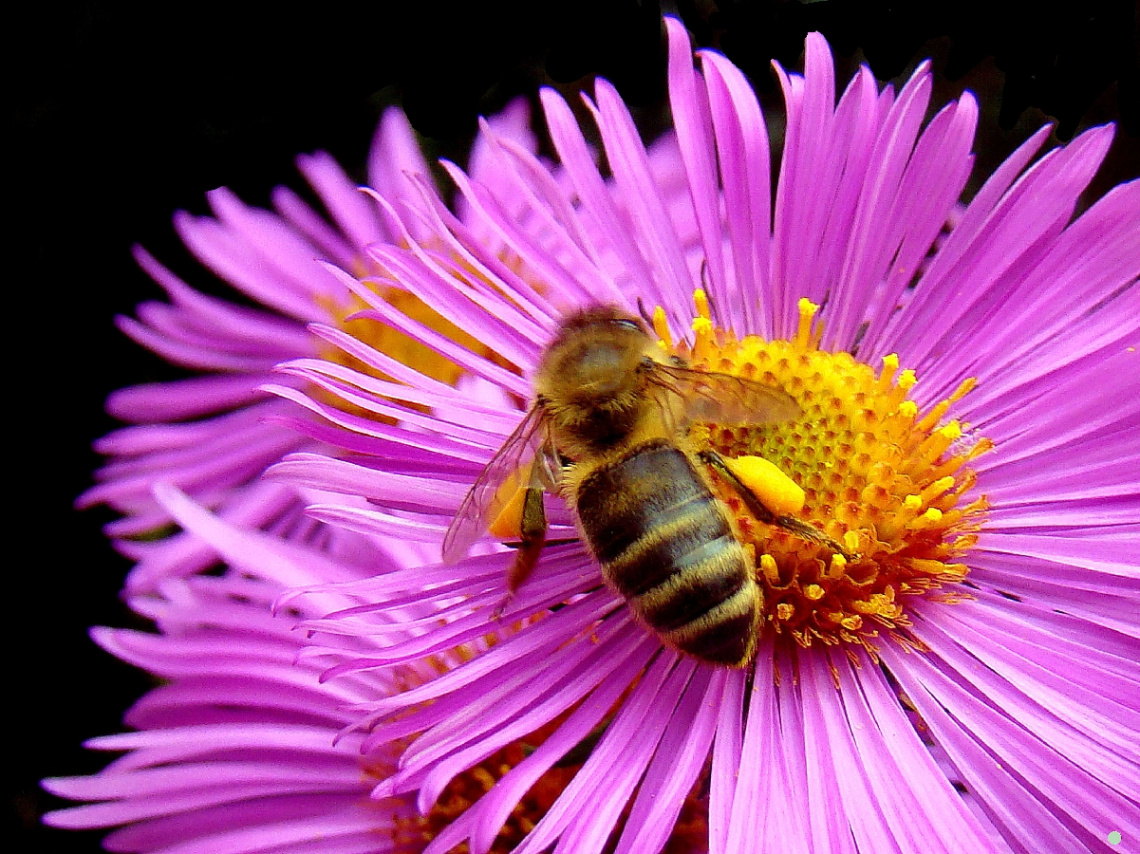 BLÜTE MIT BESUCH