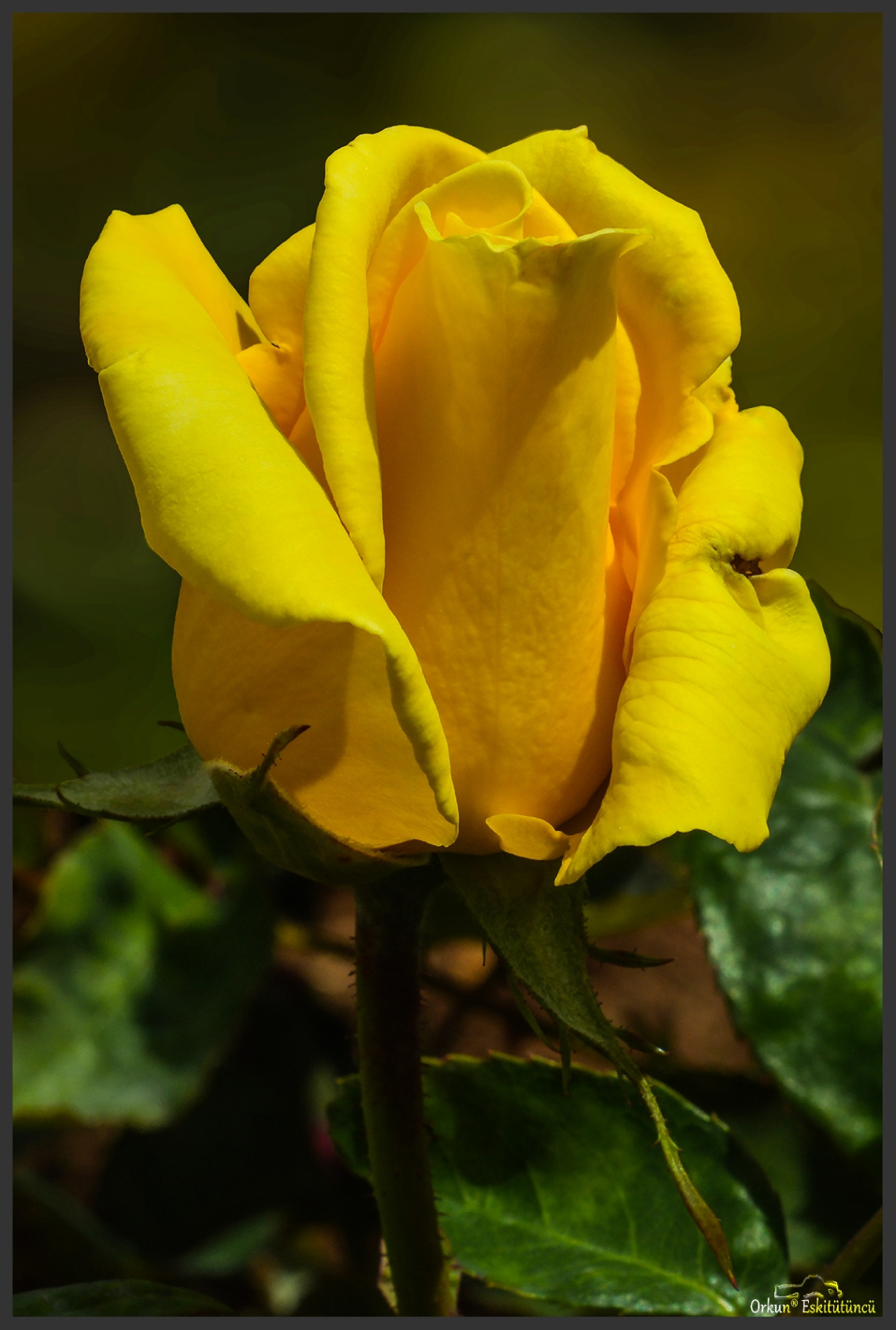 Yellow Rose