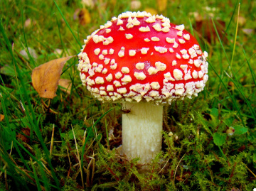 FLIEGENPILZ
