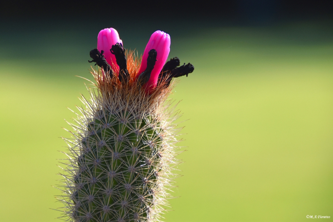 Cactus flowers