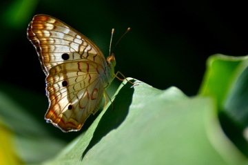 Borboleta 