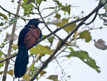 Greater Coucal