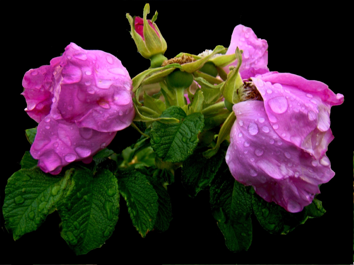 REGENTROPFEN