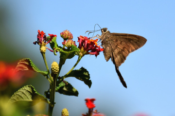 Mariposa