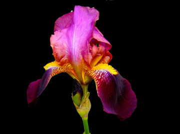 IRIS