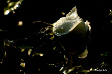 Miniciks Hayatlar  DAMLA & BOKEH  