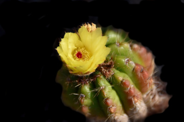 Cactus flower