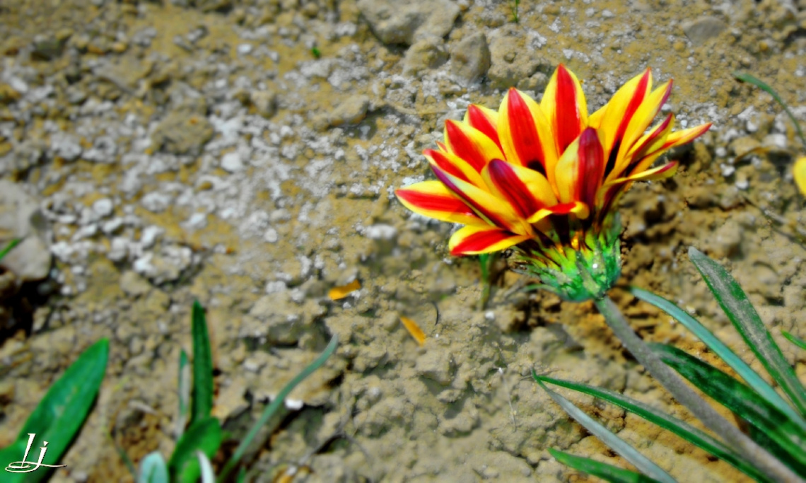 Beauty of Spring 2