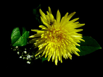 BLÜTE
