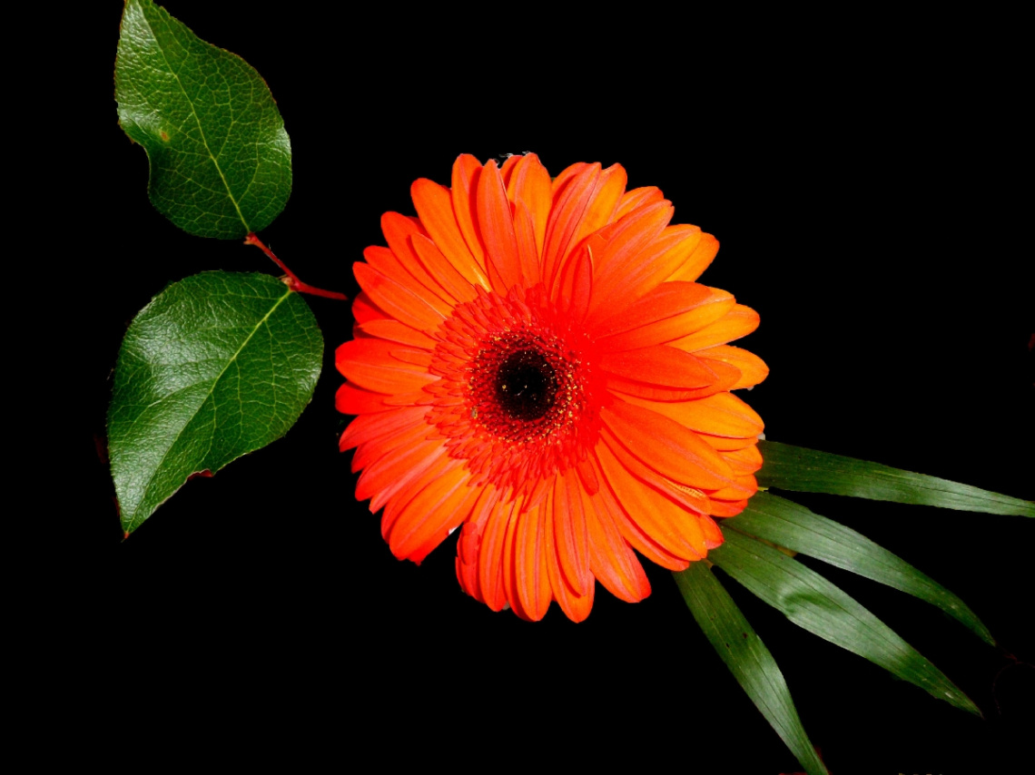 BLÜTE