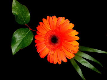 BLÜTE