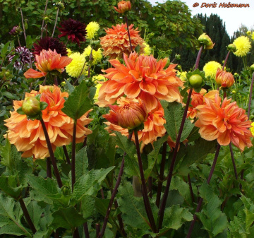 Dahlien