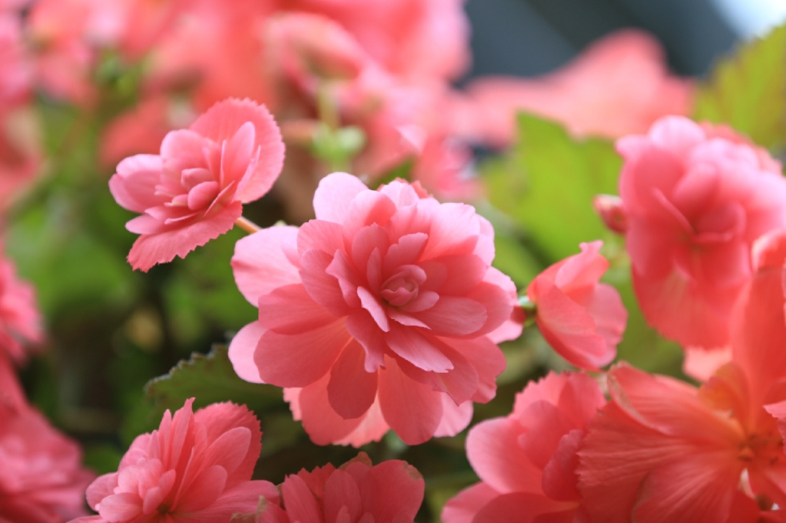 Begonia