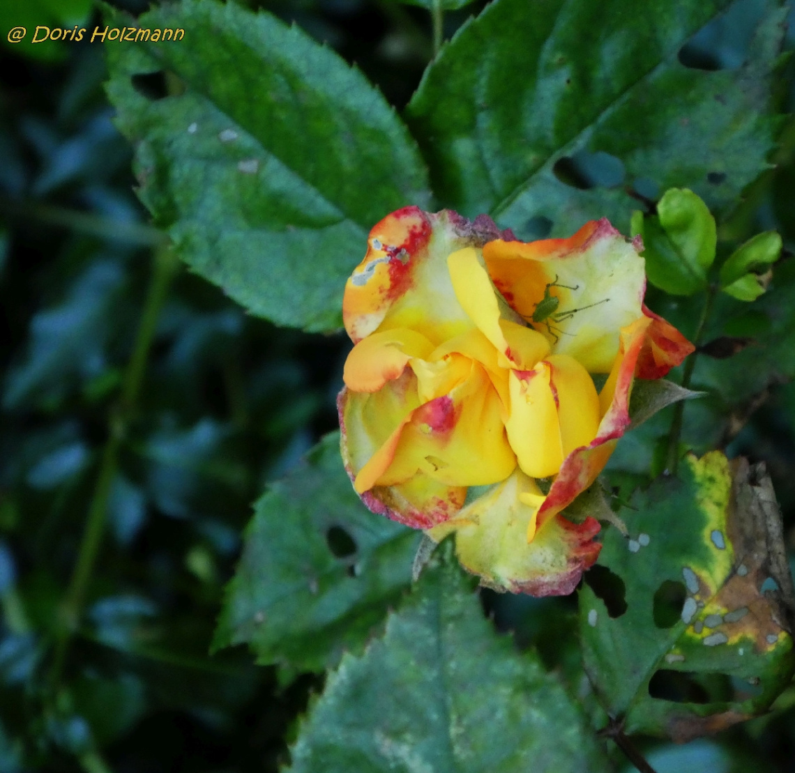 Rose mit Inhalt ;-)