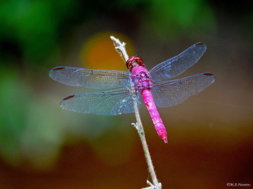 Red Dragonfly