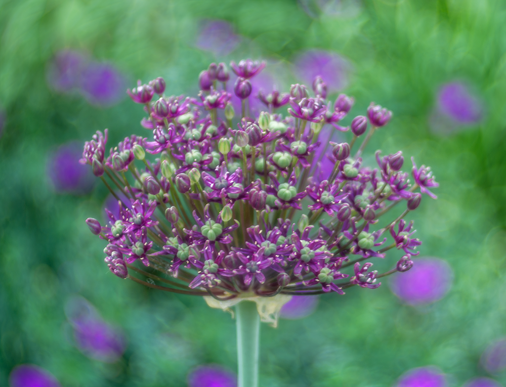 Allium giganteum