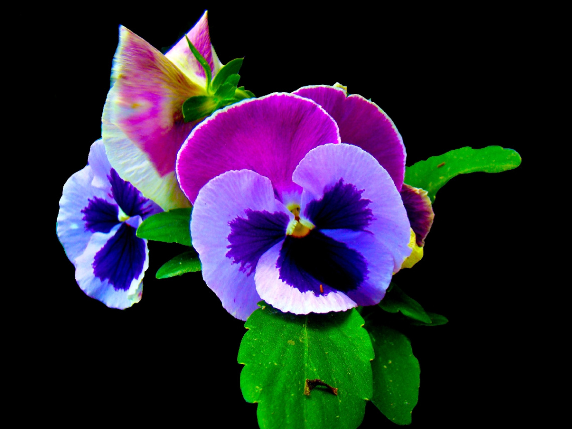 BLÜTEN