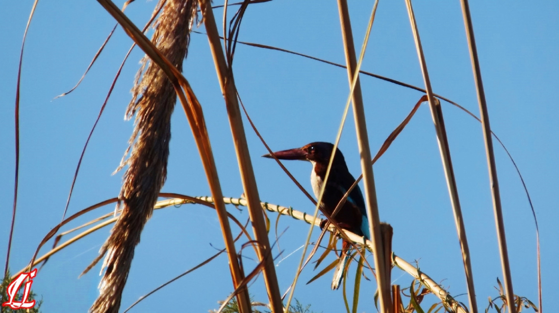King fisher