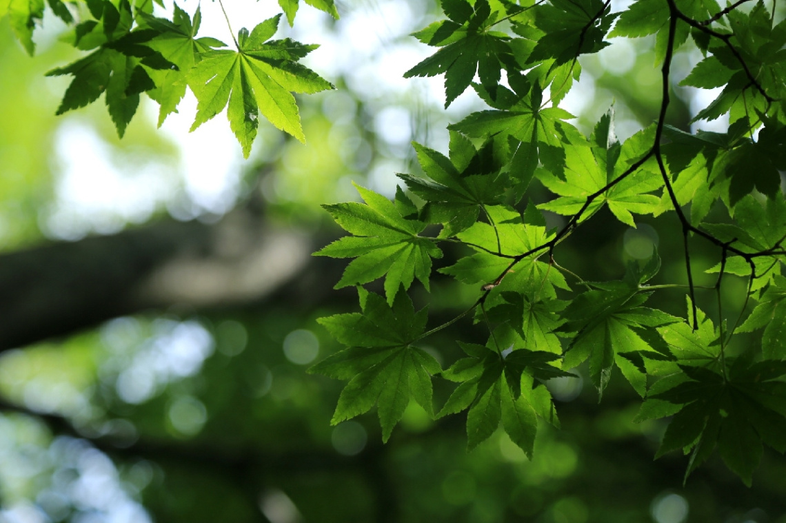Light and shadow
