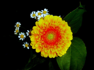 BLÜTEN