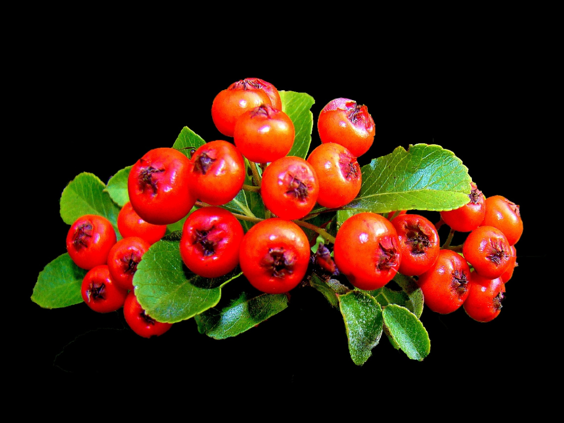BEEREN
