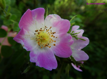 Blüte