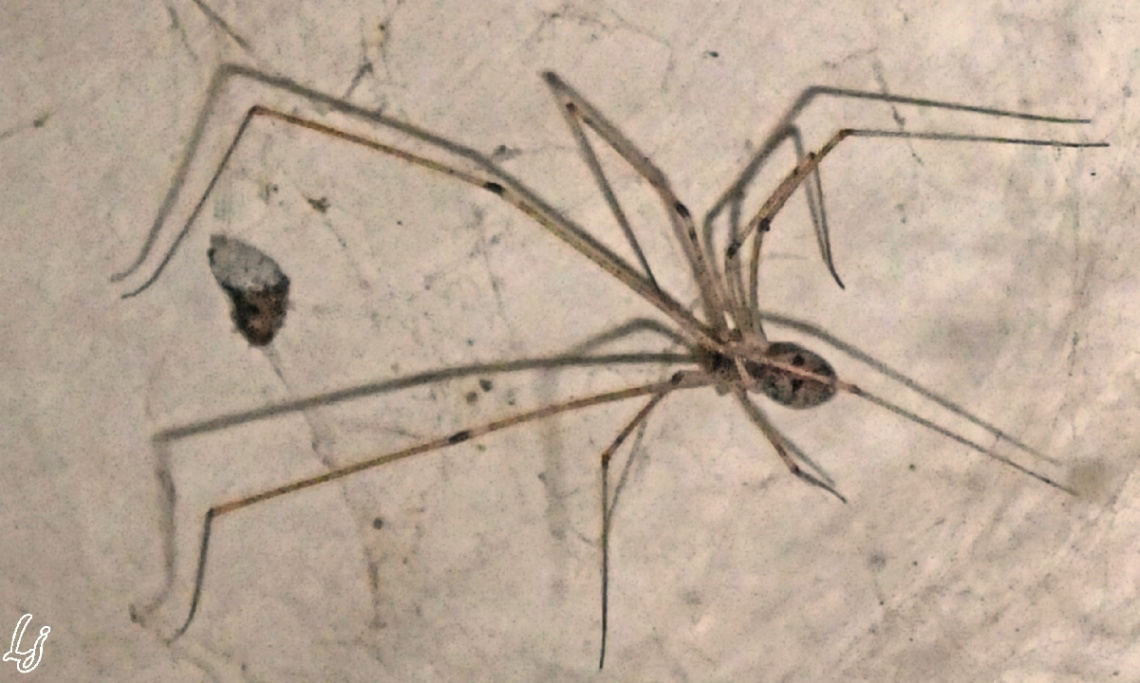 Daddy Long Leg...