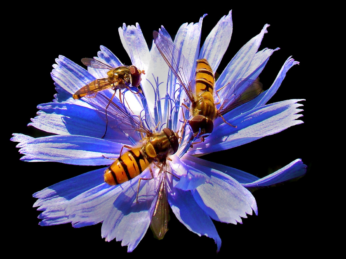 BLÜTE MIT BESUCH