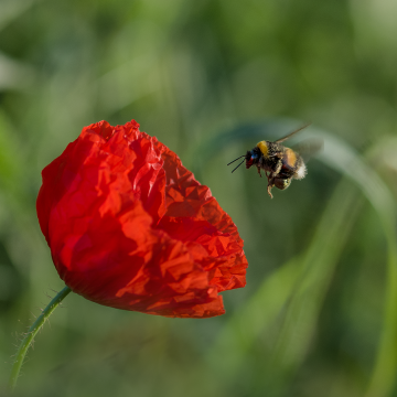 Bumble-Bee Attack