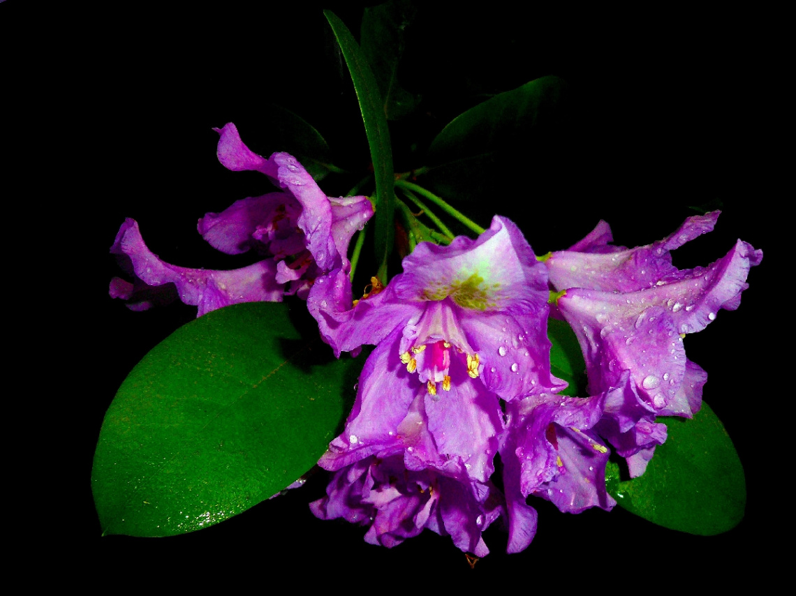 RHODODENDRON