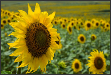 sunflowers
