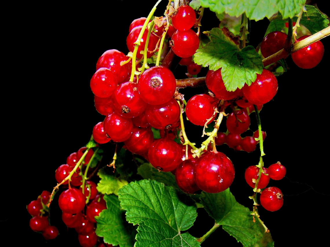 BEEREN