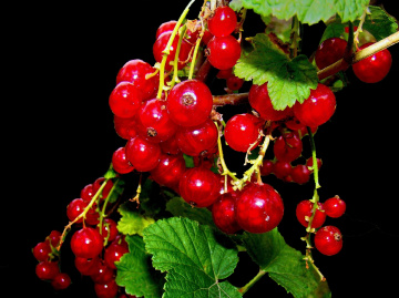 BEEREN