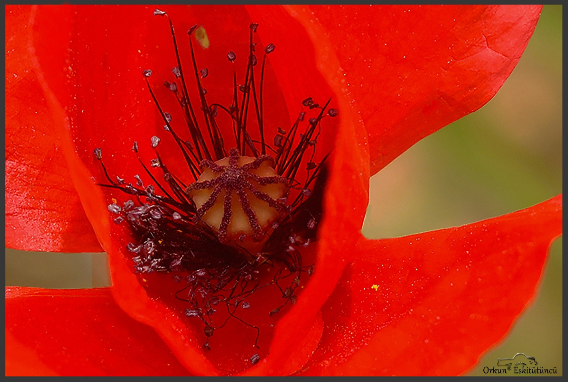 Gelincik - Poppy flower