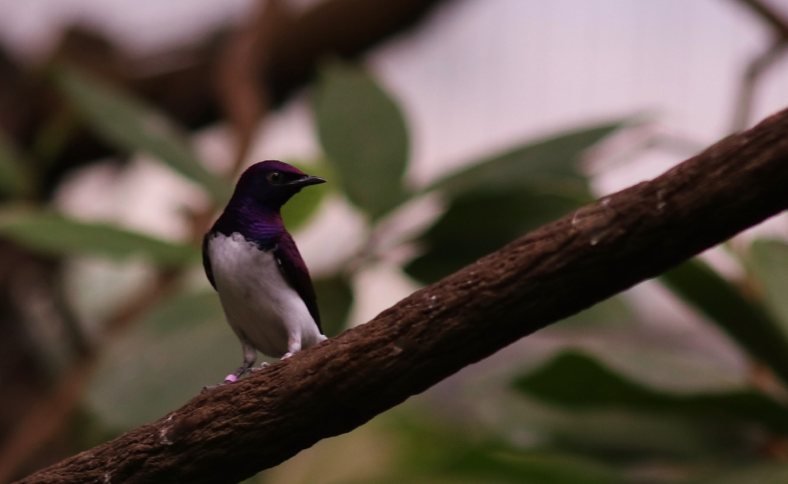 Sweet purple 