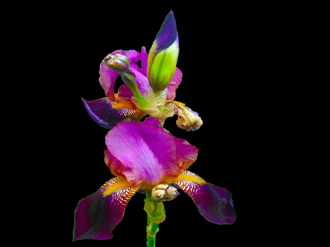 IRIS