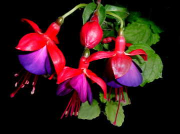 BLÜTEN