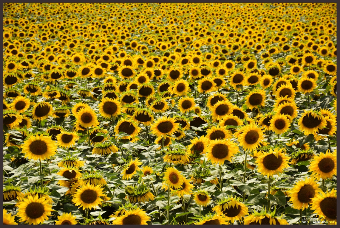 Ayçiçekleri - Sunflowers 