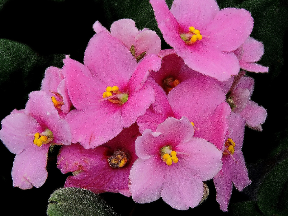 Violetas