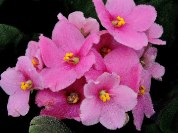 Violetas