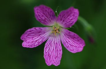On a summer day in June