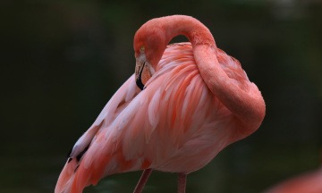 Flamingo time