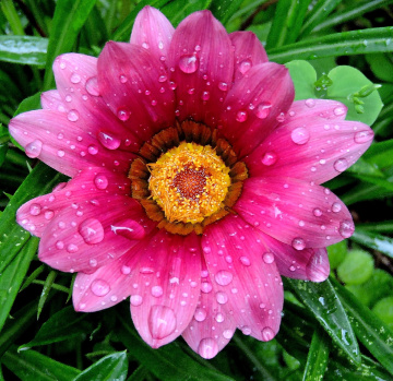 After the rain